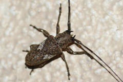 Lochmaeocles cornuticeps