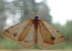 Macaria ribearia