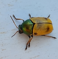 Cryptocephalus laetus