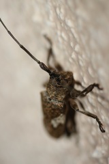 Lochmaeocles cornuticeps