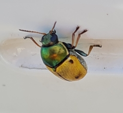 Cryptocephalus laetus