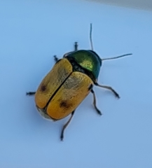 Cryptocephalus laetus