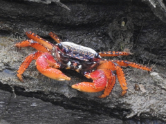 Goniopsis pulchra