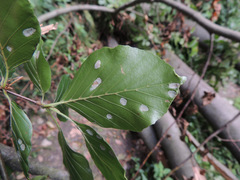 Aceria nervisequa