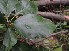 Aceria nervisequa