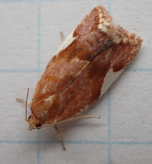 Clepsis persicana