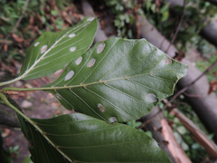 Aceria nervisequa