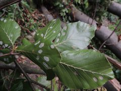 Aceria nervisequa