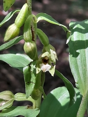 Epipactis