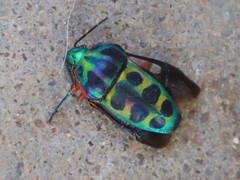 Calidea dregii
