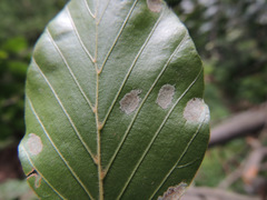 Aceria nervisequa