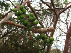 Bursera grandifolia