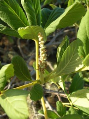 Aesculus parryi