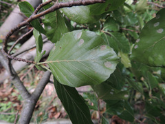 Aceria nervisequa