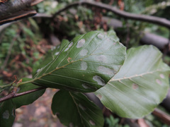 Aceria nervisequa