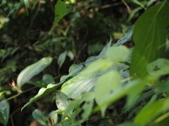 Euthygomphus koxingai