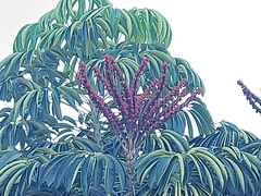 Heptapleurum actinophyllum