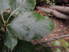 Aceria nervisequa