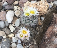 Echinomastus warnockii