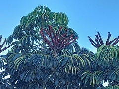 Heptapleurum actinophyllum