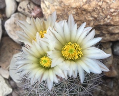 Echinomastus warnockii