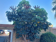 Heptapleurum actinophyllum