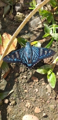 Phocides johnsoni