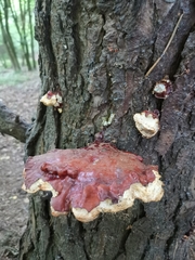 Ganoderma carnosum