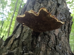 Ganoderma carnosum