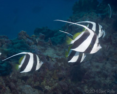 Heniochus diphreutes