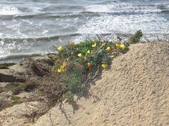 Eulobus crassifolius