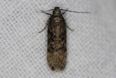 Chionodes thoraceochrella