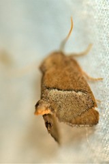Apoda rectilinea
