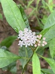 Asclepias perennis
