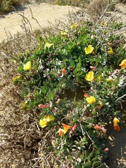 Eulobus crassifolius