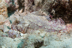 Sebastapistes ballieui