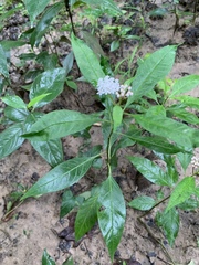 Asclepias perennis