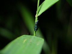 Chrysobothris scitula