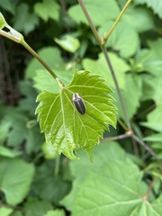 Pyractomena angulata