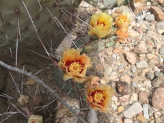 Opuntia azurea