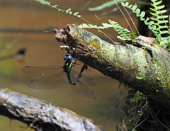 Polycanthagyna melanictera