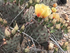 Opuntia azurea