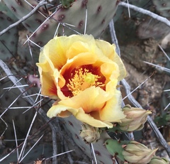 Opuntia azurea