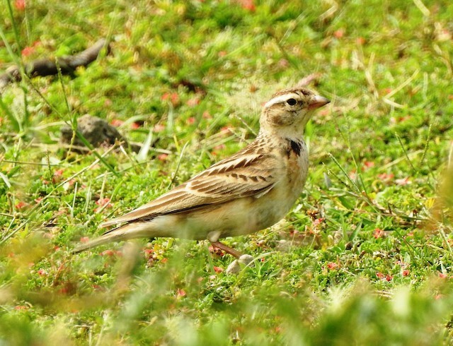 Mongolian Lark photo