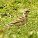 Sykes's Short-toed Lark - Photo (c) vasensuli, some rights reserved (CC BY-NC)