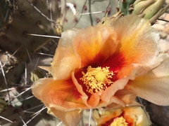 Opuntia azurea