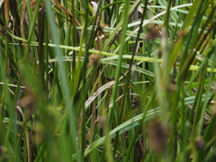 Anaciaeschna martini