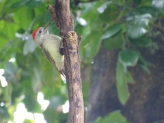 Chloropicus goertae
