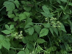 Rubus occidentalis