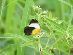 Mylothris chloris chloris